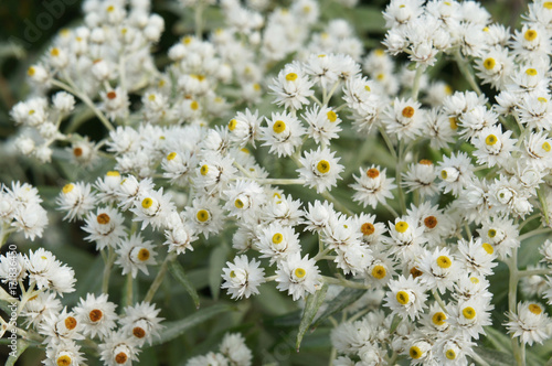 Anaphalis triplinervis or pearly everlasting many white flowers background