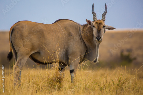 Masai Mara, Kenya, Sep 2016