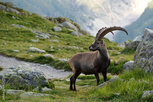 Ibex alpine