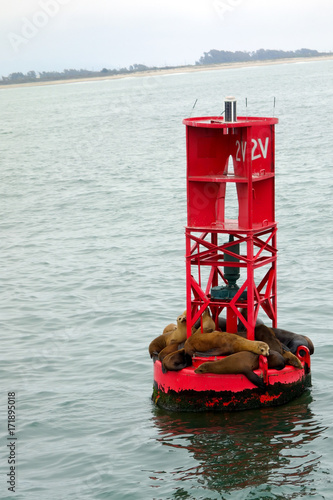 California sea lions or Eared seals resting on a buoy in Oxnard marina, Ventura county.