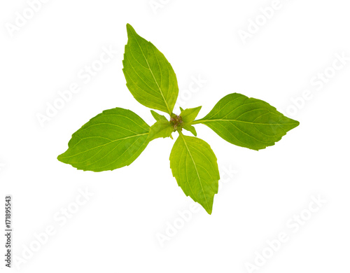 Basil isolated on white. Basil leaf. Fresh basil leaves.