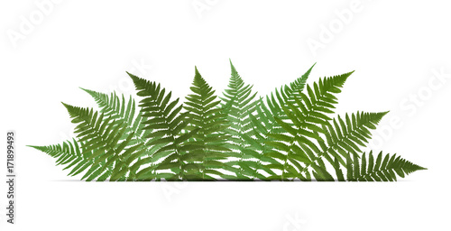 Fern Leaf Vector Background with White Frame Illustration