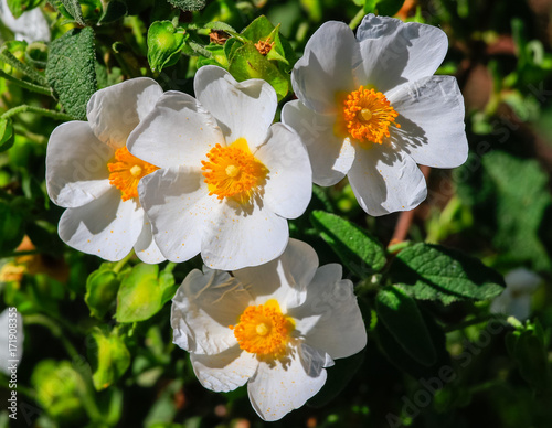 White rockrose flower in Mediterranean spring, Cistus salviifolius, common names sage-leaved rock-rose, salvia cistus or Gallipoli rose, perennial ligneous plant of the family Cistaceae.