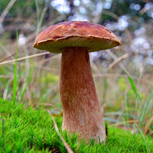 boletus pinophilus mushroom