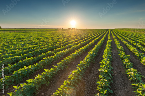 Healthy soybean crops at beautiful sunset