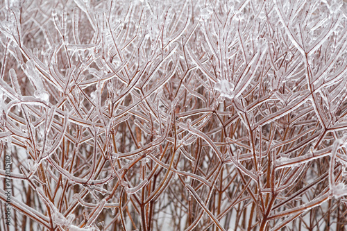 Icy Tree braches