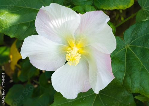 沖縄に咲く芙蓉の白い大きな花