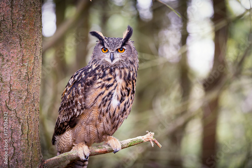 Eurasian Eagle Owl