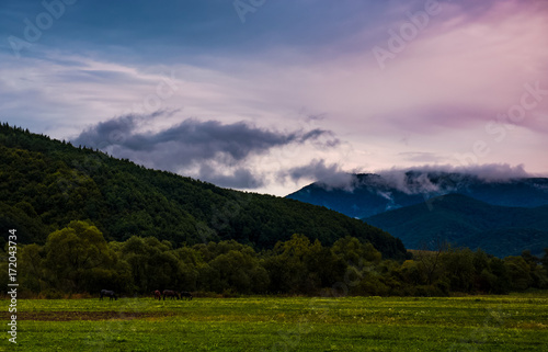 rising clouds in valley at dawn. horses grazing on the meadow near the hill. mysterious countryside scenery
