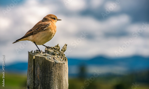 curious sparrow sit on on a wooden fence looks in to mountains blurred far in a distance. cute little bird in natural environment