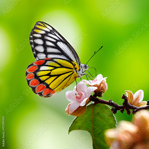 Common Jezebel butterfly or Delias eucharis on pink flowers on green background