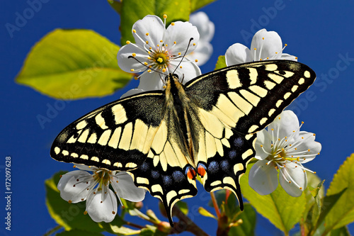 Papilio machaon butterfly on spring blossom on sky background