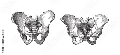 Human pelvis male (left) and female (right) - vintage illustration