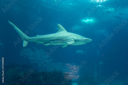 Real Shark Underwater in Natural Aquarium