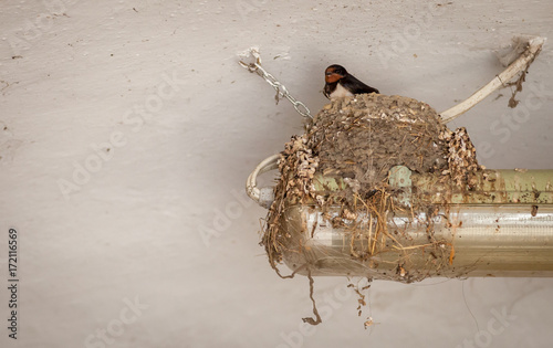Swallow bird sitting in nest under ceiling