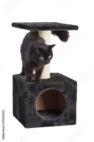 Black cat on cat scratcher with long air