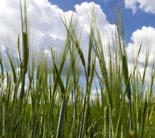 field of wheat.