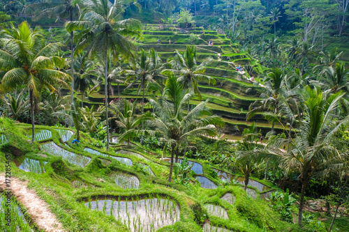 Beautiful rice terraces in the morning at Tegallalang village, Ubud, Bali, Indonesia.