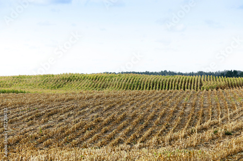 harvested mature corn