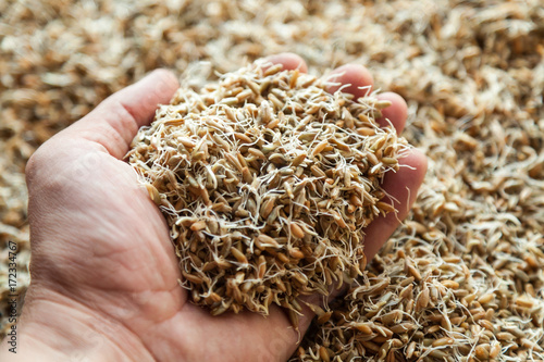 Germinated seeds of wheat