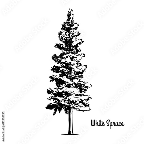 Vector sketch illustration. Black silhouette of White or Black Hills Spruce isolated on white background. Drawing of coniferous plant, South Dakota state symbol, Manitoba provincial tree.