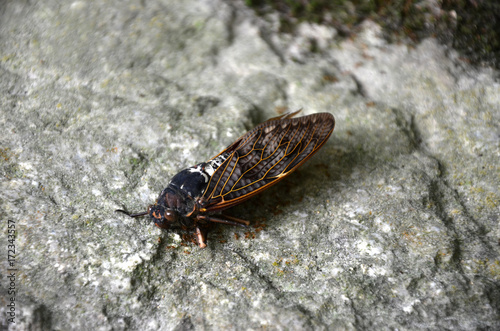 Cicala