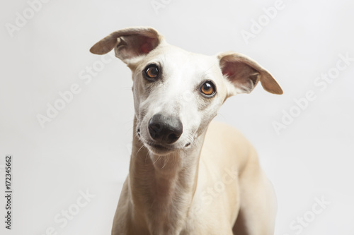 studio portrait of a beautiful whippet dog