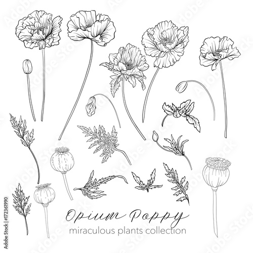 Opium poppy plant set. Outline stock vector illustration.