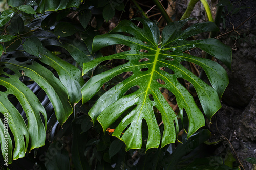 Droplets of green leaf