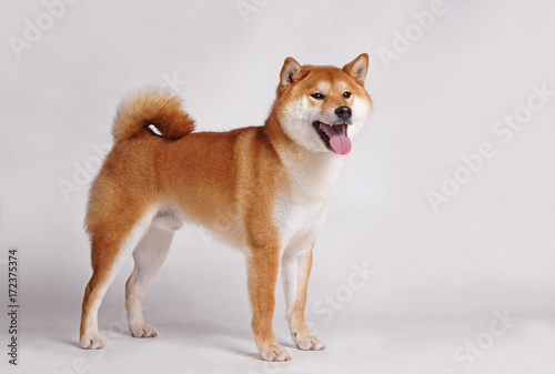 shiba inu dog