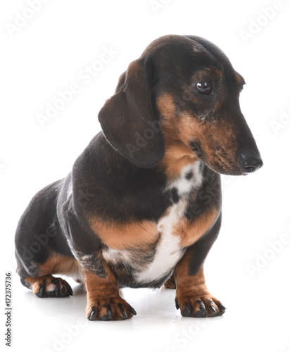 miniature dachshund sitting
