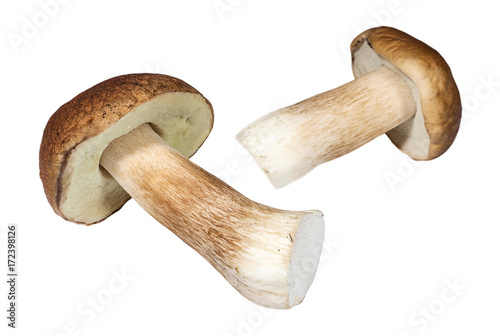Pair of porcini mushrooms on white background.