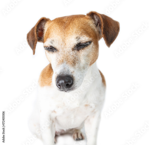 Dog portrait with closed eyes. Shy relaxed emoyion on cute JAck Russell terrier muzzle. White background 