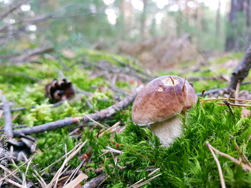 Detail shot of beautiful edible boletus edulis mushroom