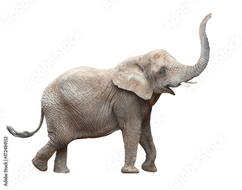 African elephant - Loxodonta africana female. Animals isolated on white background.