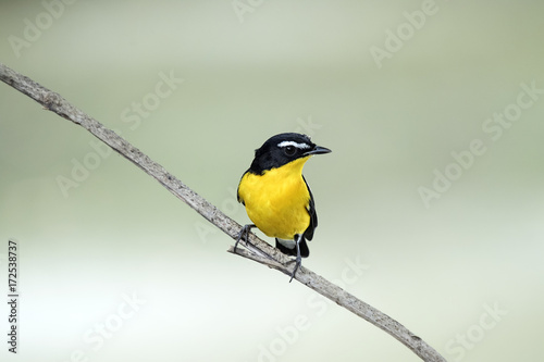 The yellow-rumped flycatcher, Korean flycatcher or tricolor flycatcher (Ficedula zanthopygia) is a species of flycatcher found in eastern Asia. A distinctive species with almost no look-alike other th