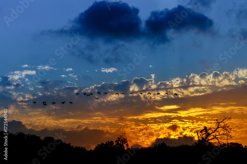 Silhouette of birds flying pass sunset and orange sky