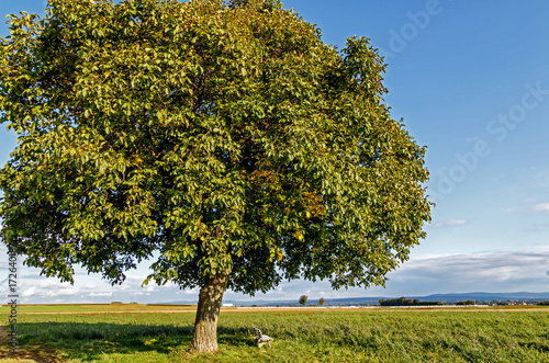 Landschaft mit Wallnussbaum (Juglans regia) auf der grünen Wiese