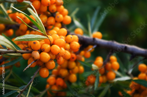 branch of orange sea buckthorn berries