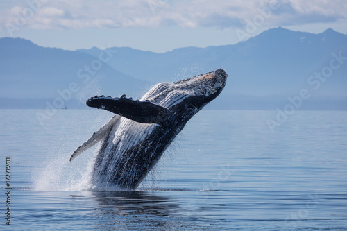 Humpback Whale