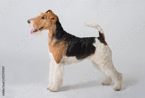 fox terrier dog