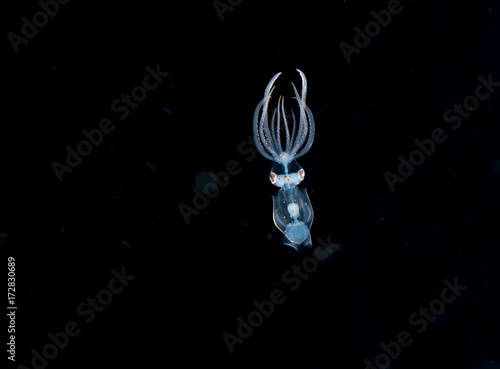 A larval squid at night in the gulfsteram.