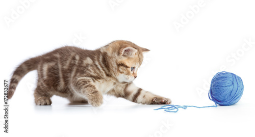 Young cat playing with blue clew isolated