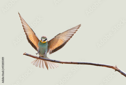 beautiful colorful birds sitting on a tree branch, isolated background