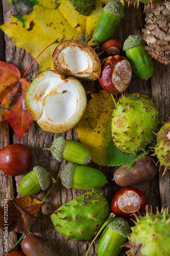 Acorns and chestnuts on wooden rustic table