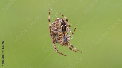 European Garden Spider H