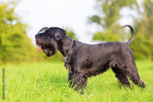 Portrait of a standard schnauzer