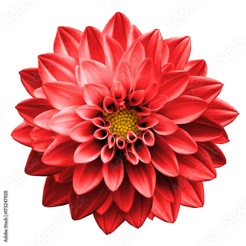 Surreal dark chrome red flower dahlia macro isolated on white