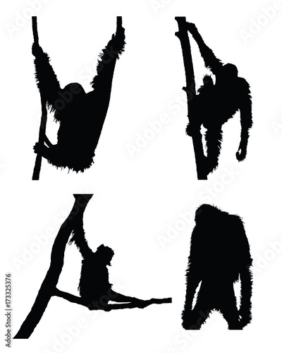 Vector orangutan collection in different positions on white background.