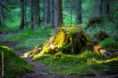 Old stump in forest